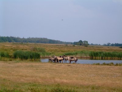 Geltinger Birk, Wildpferde